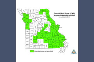 Emerald Ash Borer found in 3 more NE MO counties