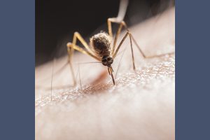 Adams County sees first signs of West Nile Virus